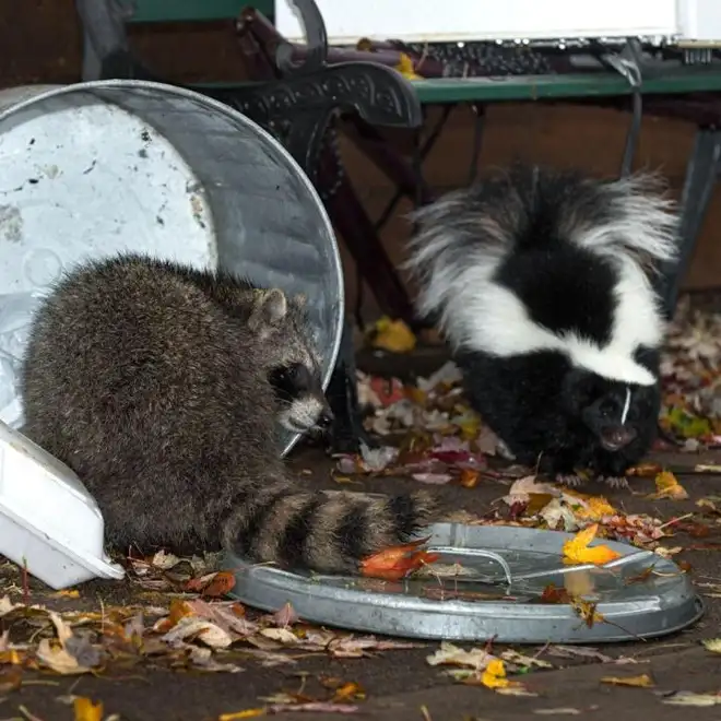 Animal Control Service, Brampton