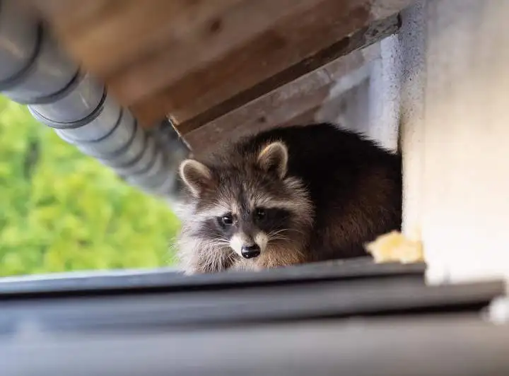 Craig Wildlife Control