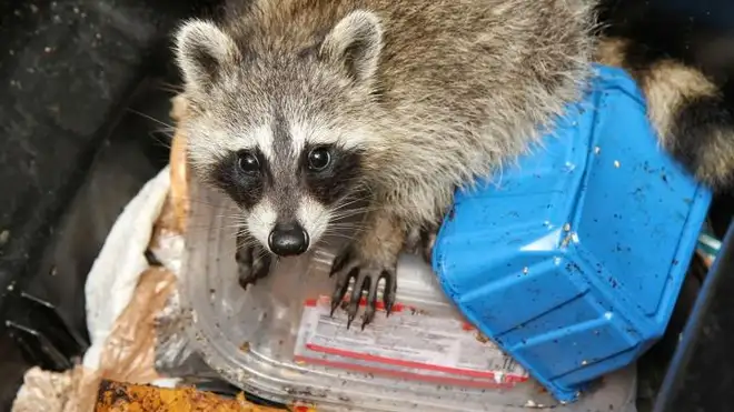 Animal Removal Services Hamilton