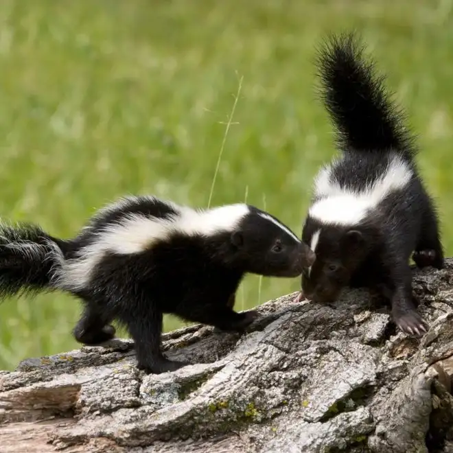 Skunk Removal Hamilton